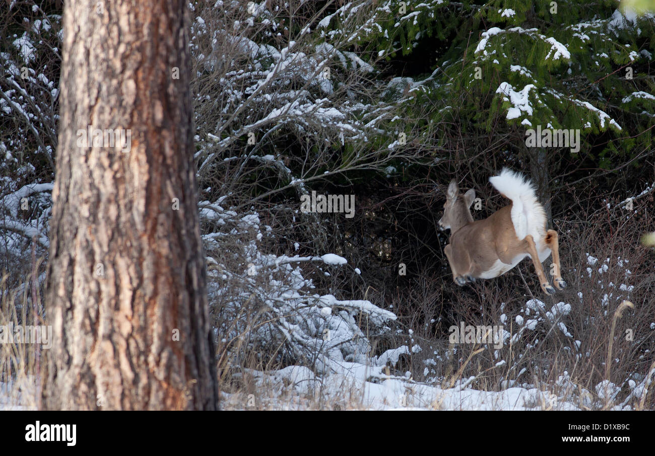 Una coda bianca cervi in inverno fugge nei boschi di pesanti nei pressi di Hayden Lake, Idaho. Foto Stock