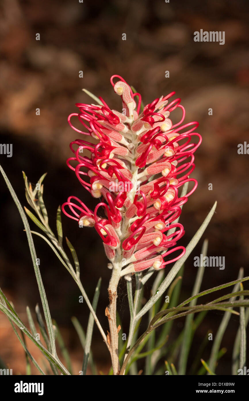 Fiore rosso e il fogliame off cultivar Grevillea 'Sylvia' - un popolare australiana nativa di piante da giardino Foto Stock