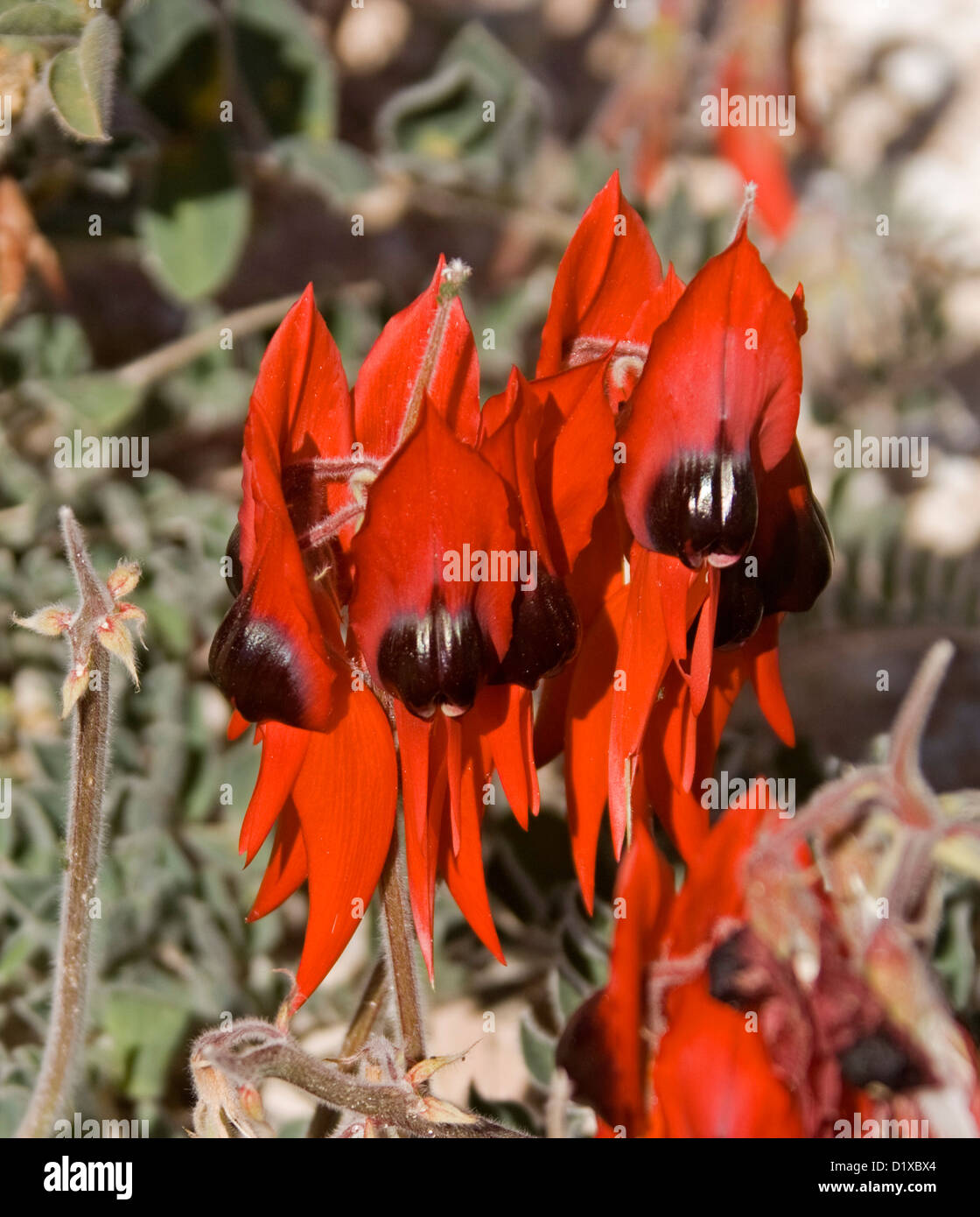 Cluster di colore rosso brillante e fiori di Swainsona formosa - Sturt del pisello del deserto australiano - fiori selvatici che crescono in outback Australia Foto Stock