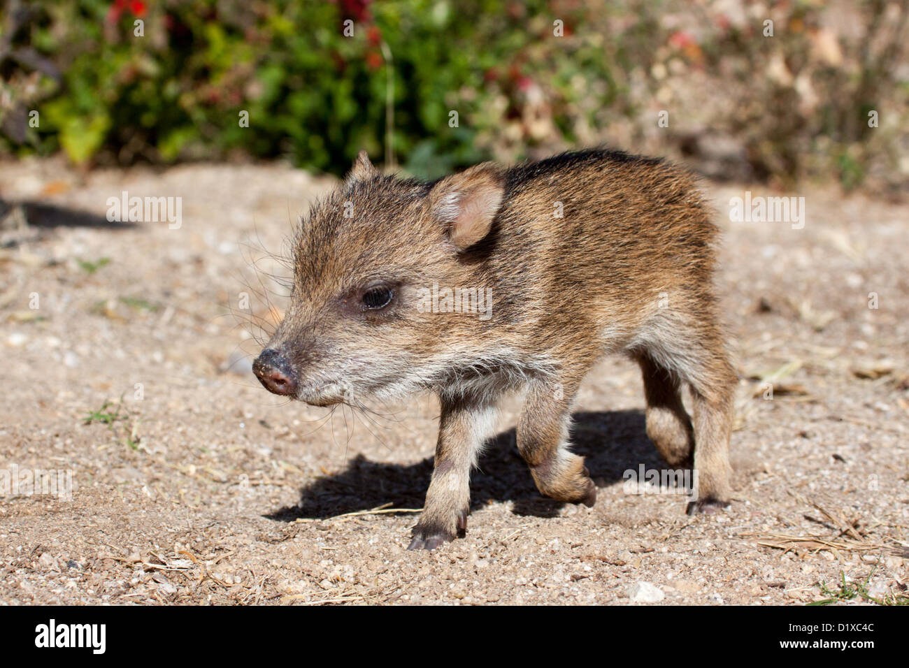Collare Tayassu pecari tajacu Tucson Pima County, Arizona, Stati Uniti il 5 dicembre Una settimana di età bambino. Dicotylidae Foto Stock