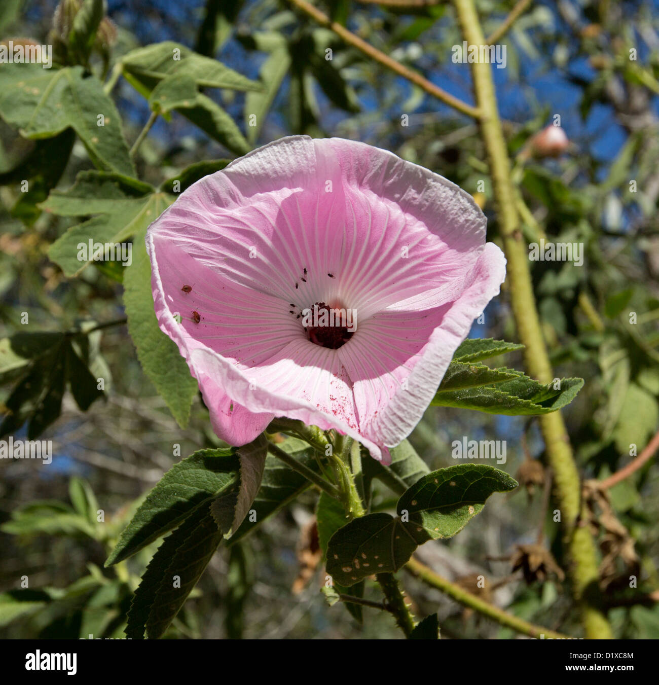 Fiore rosa di Hibiscus splendens - un australiano vegetale nativo Foto Stock