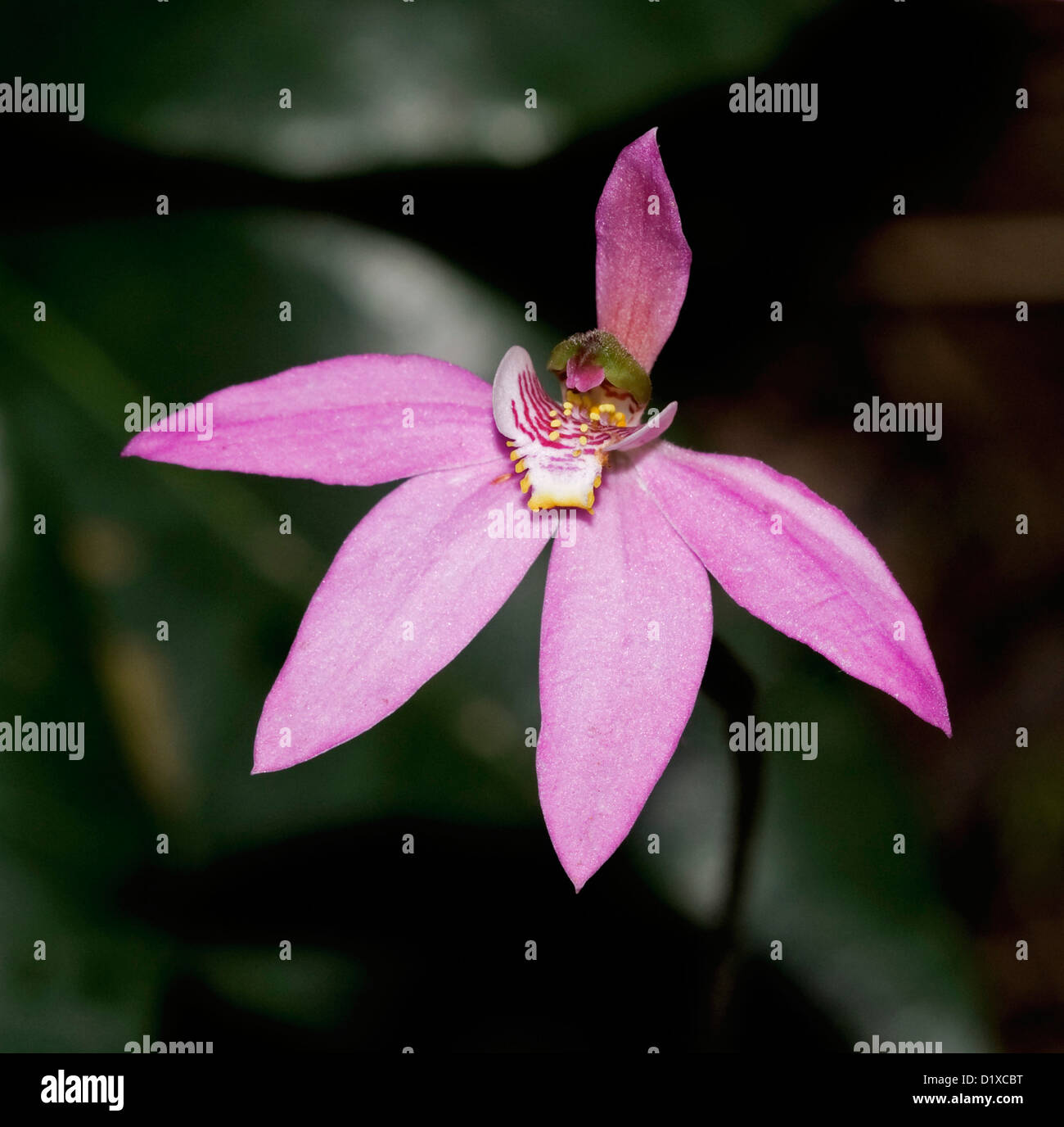 Vividi fiori rosa di Caladenia pusilla - terra Australiana orchid, contro sfondo verde scuro, in Wallingat National Park NSW Foto Stock