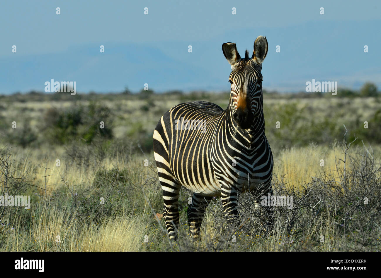 Cape mountain zebra stallone in Karoo National Park, Sud Africa Foto Stock