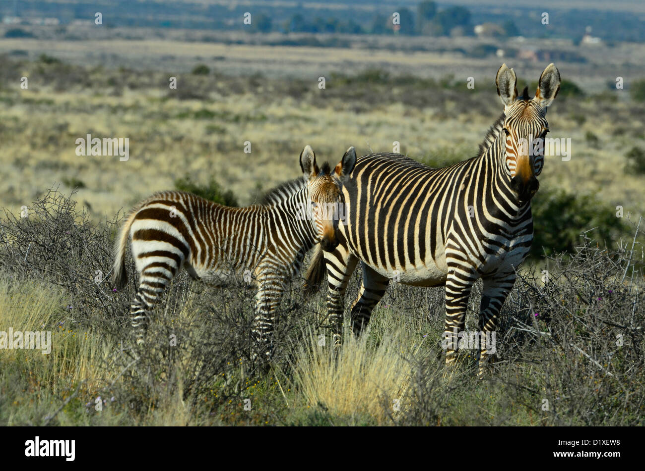 Equus zebra zebra o Cape mountain zebra, salvato dall'estinzione. Ora fiorente nella Karoo National Park, Sud Africa Foto Stock