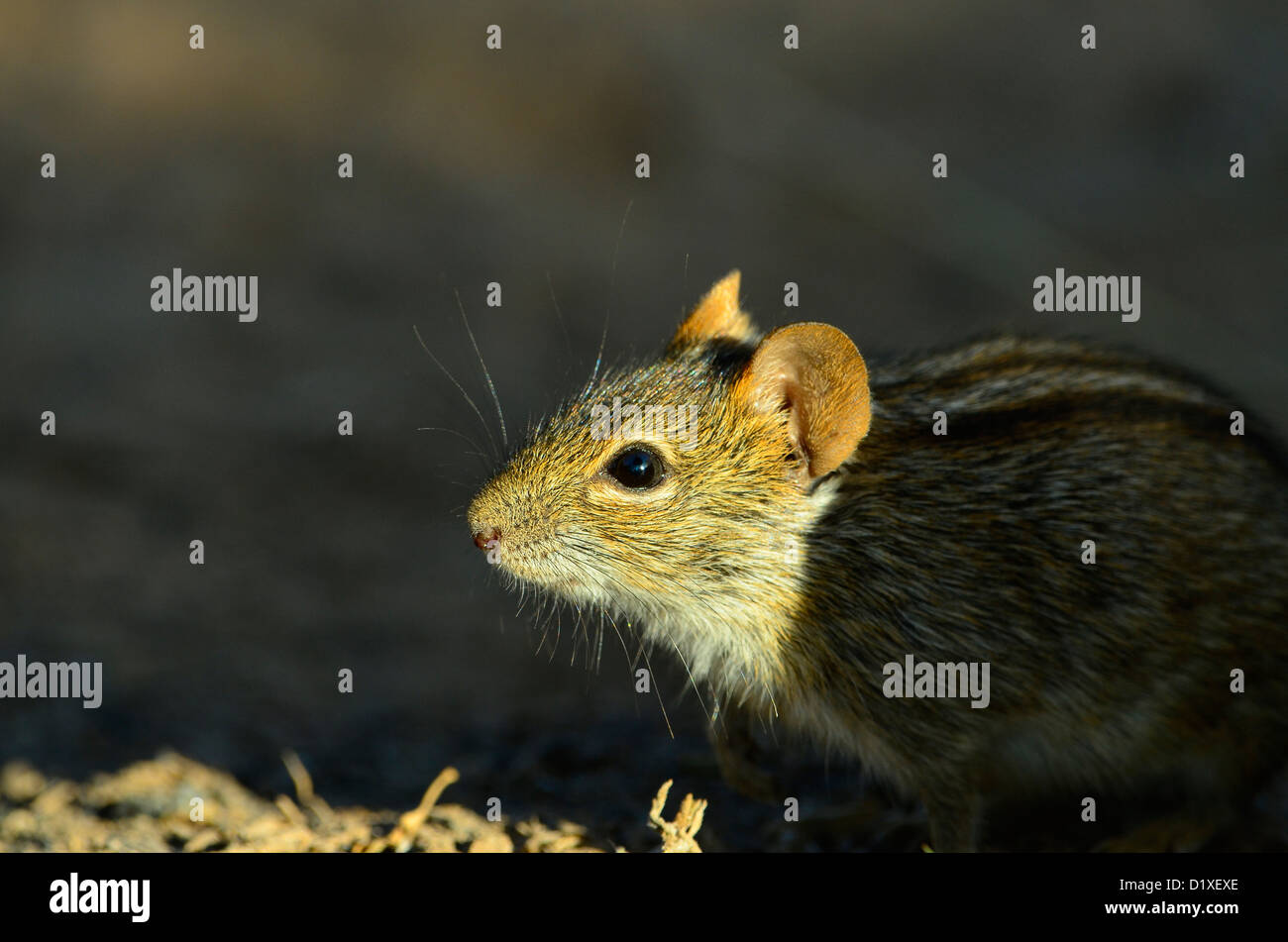 Rhabdomys pumilio o strisce campo mouse, Sud Africa Foto Stock