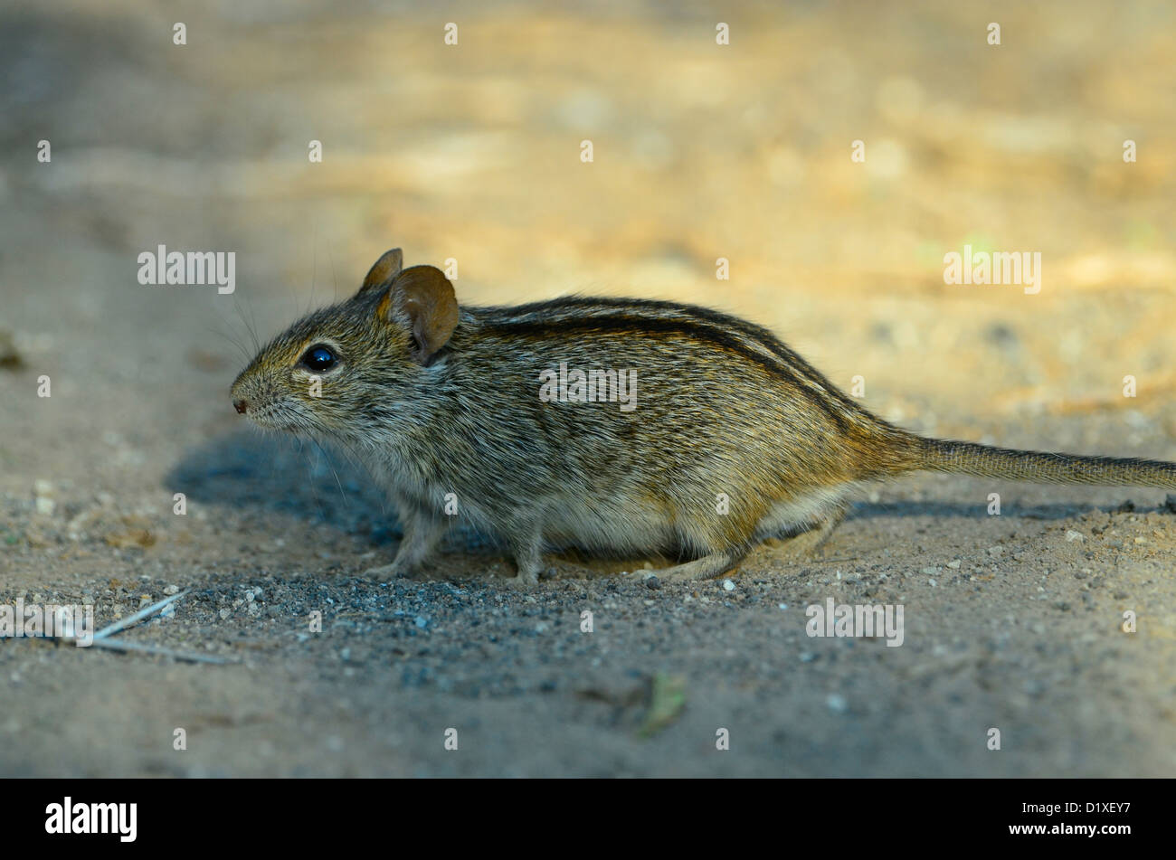 Rhabdomys pumilio o strisce campo mouse, Sud Africa Foto Stock