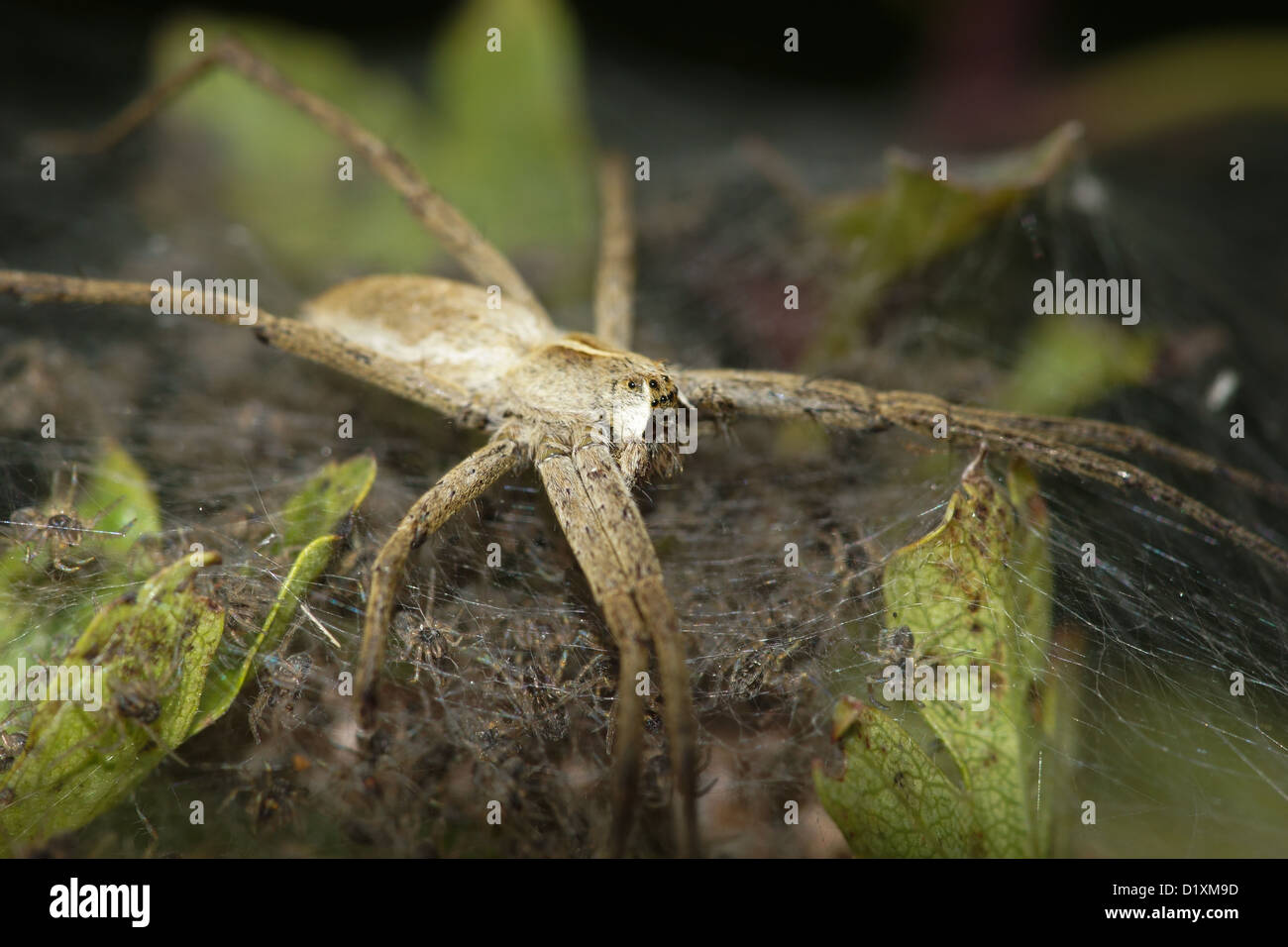 Vivaio Spider Web di guardia è Brood / Pisaura mirabilis Foto Stock