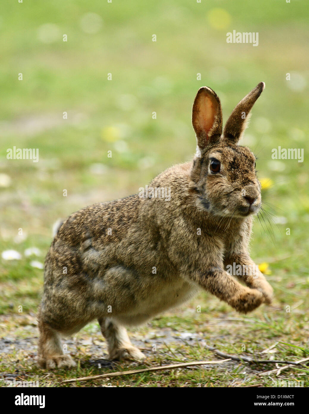 Un coniglio selvatico Jumping Foto Stock
