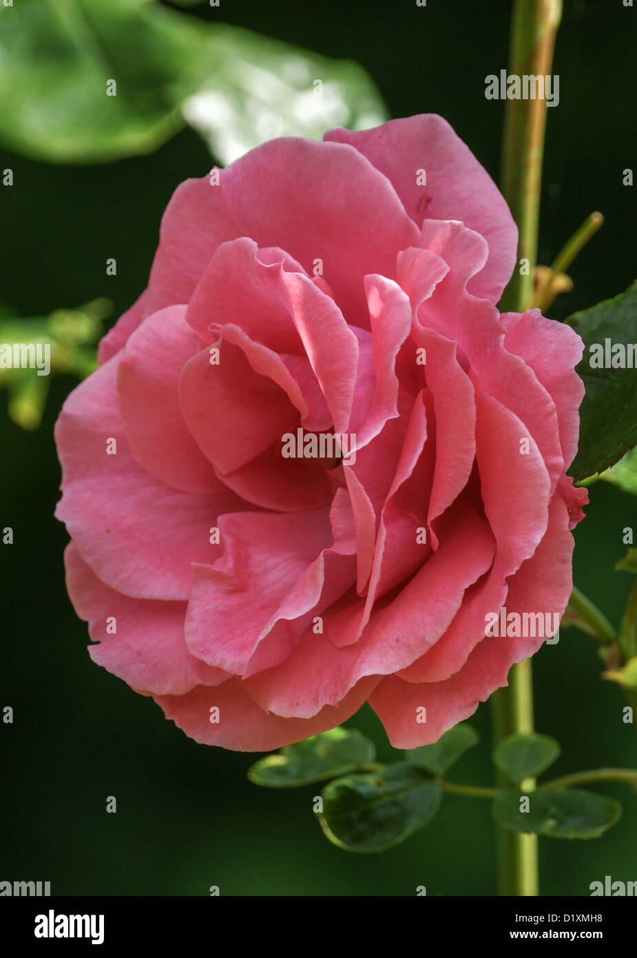 Rosa rosa rampicante Foto Stock