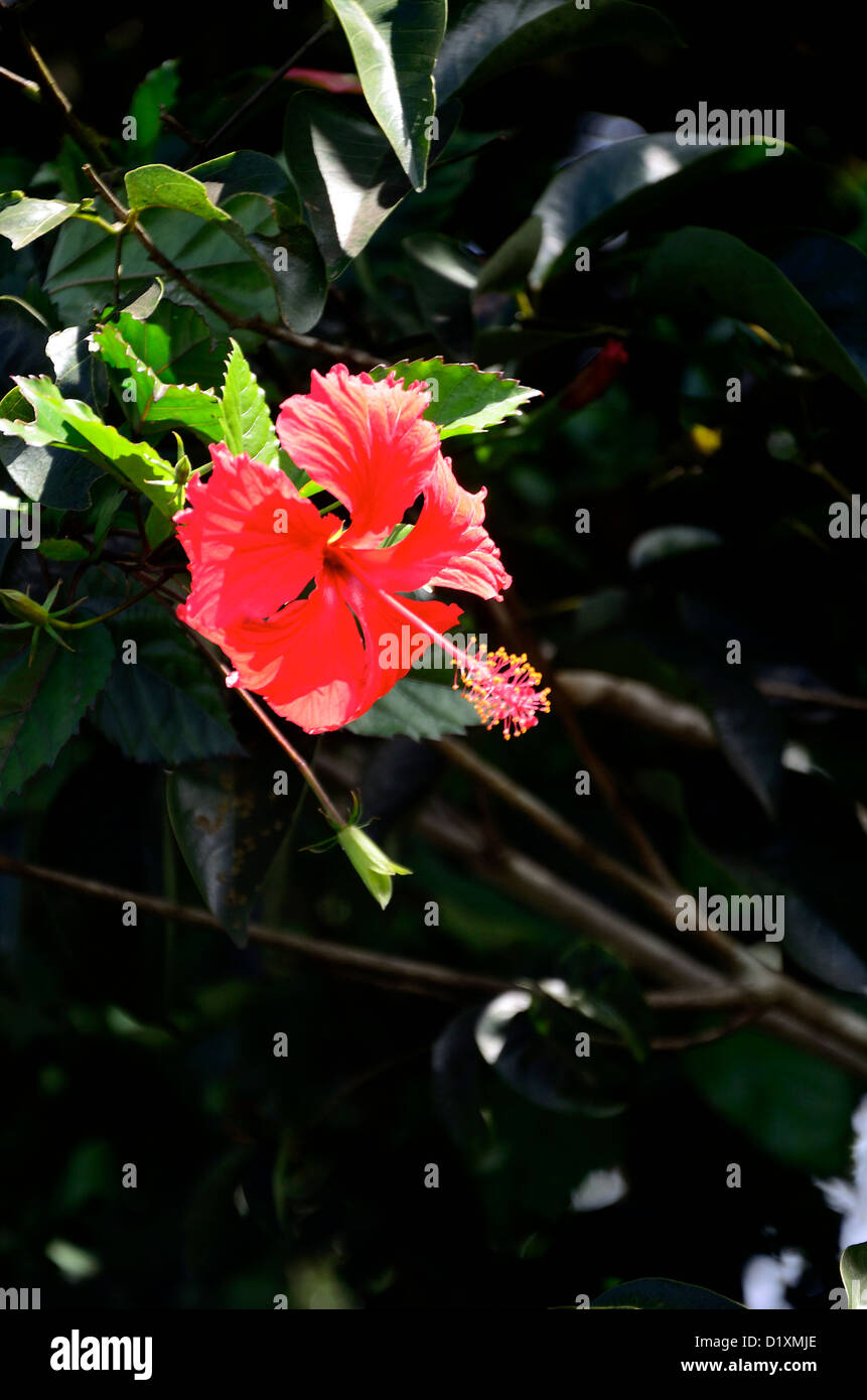 ibisco Foto Stock