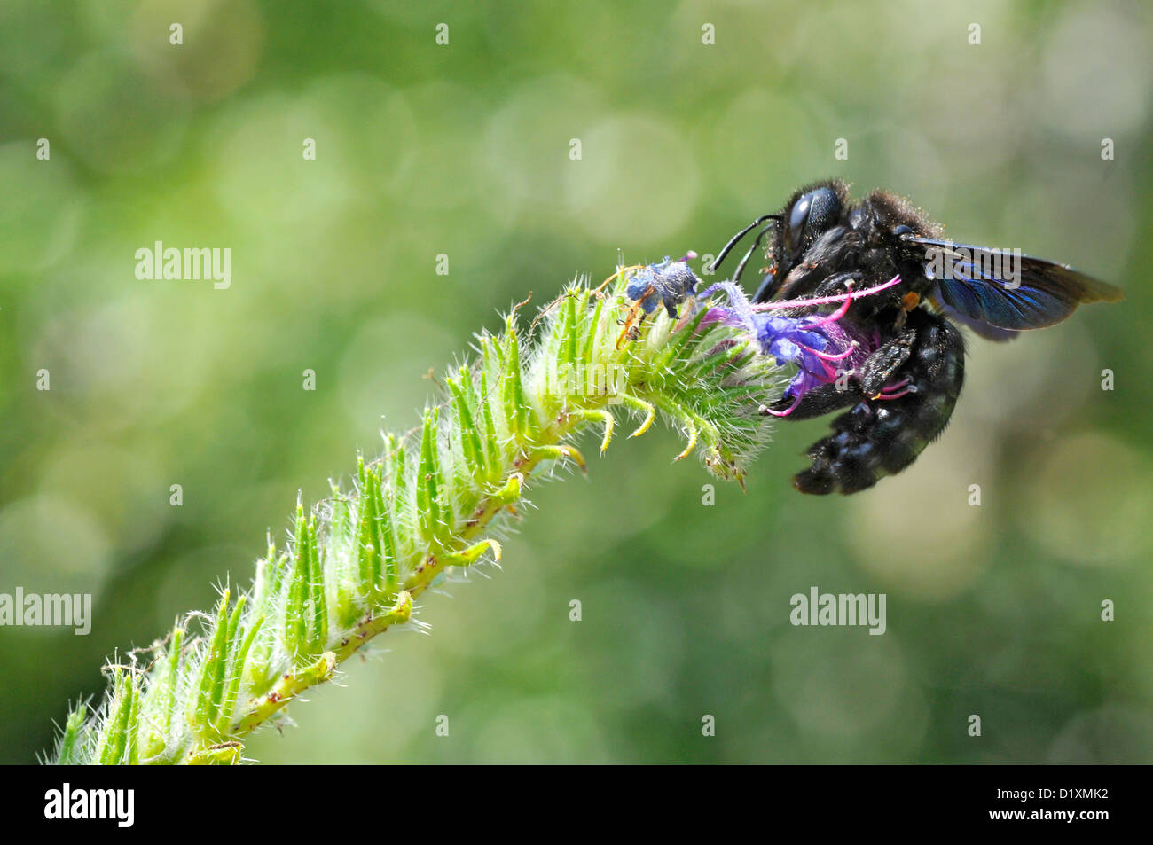 Closeup carpenter bee (xylocopa) alimentazione fiore blu su sfondo verde Foto Stock