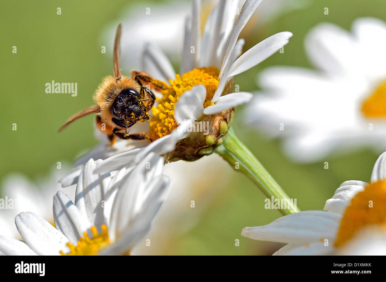 Macro di miele delle api (Apis) alimentazione su Bianco fiore anthemis Foto Stock