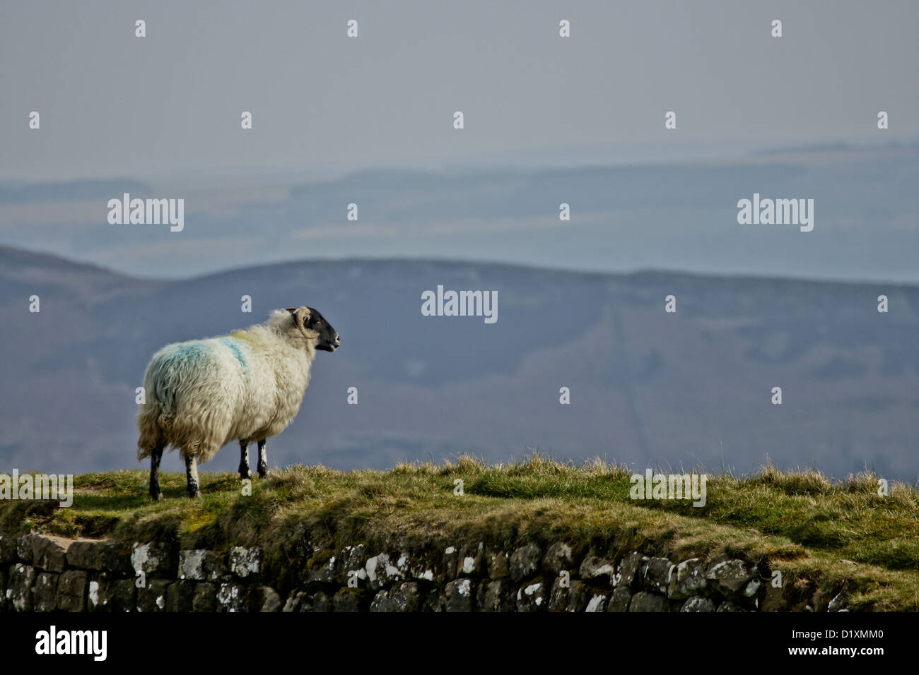 Pecore sul vallo di Adriano / Northumberland REGNO UNITO Foto Stock