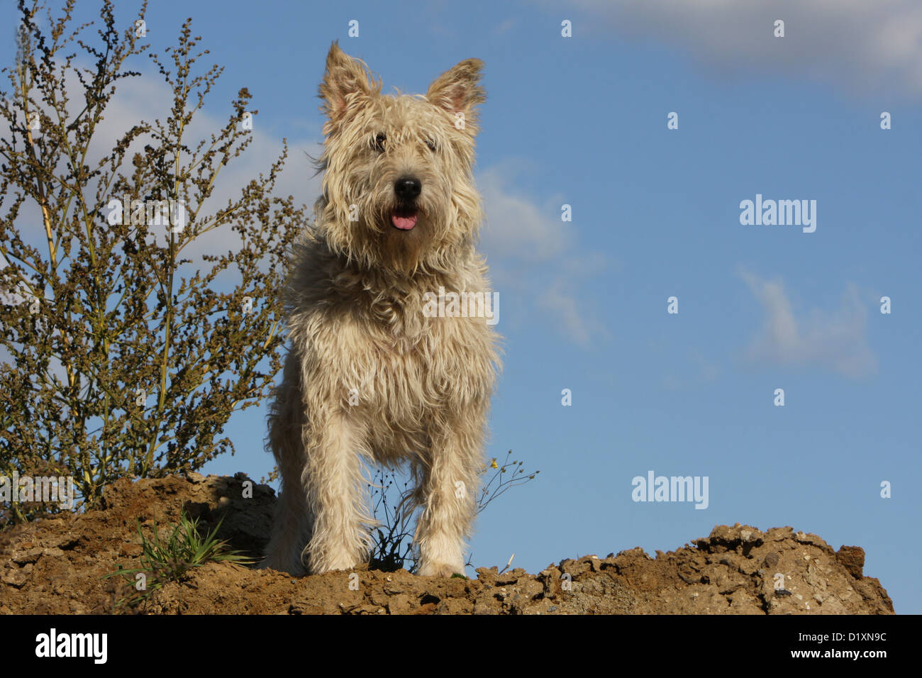 Cane Bouvier des Ardennes - Ardenne bestiame adulto Cane di Paglia colorata in piedi Foto Stock