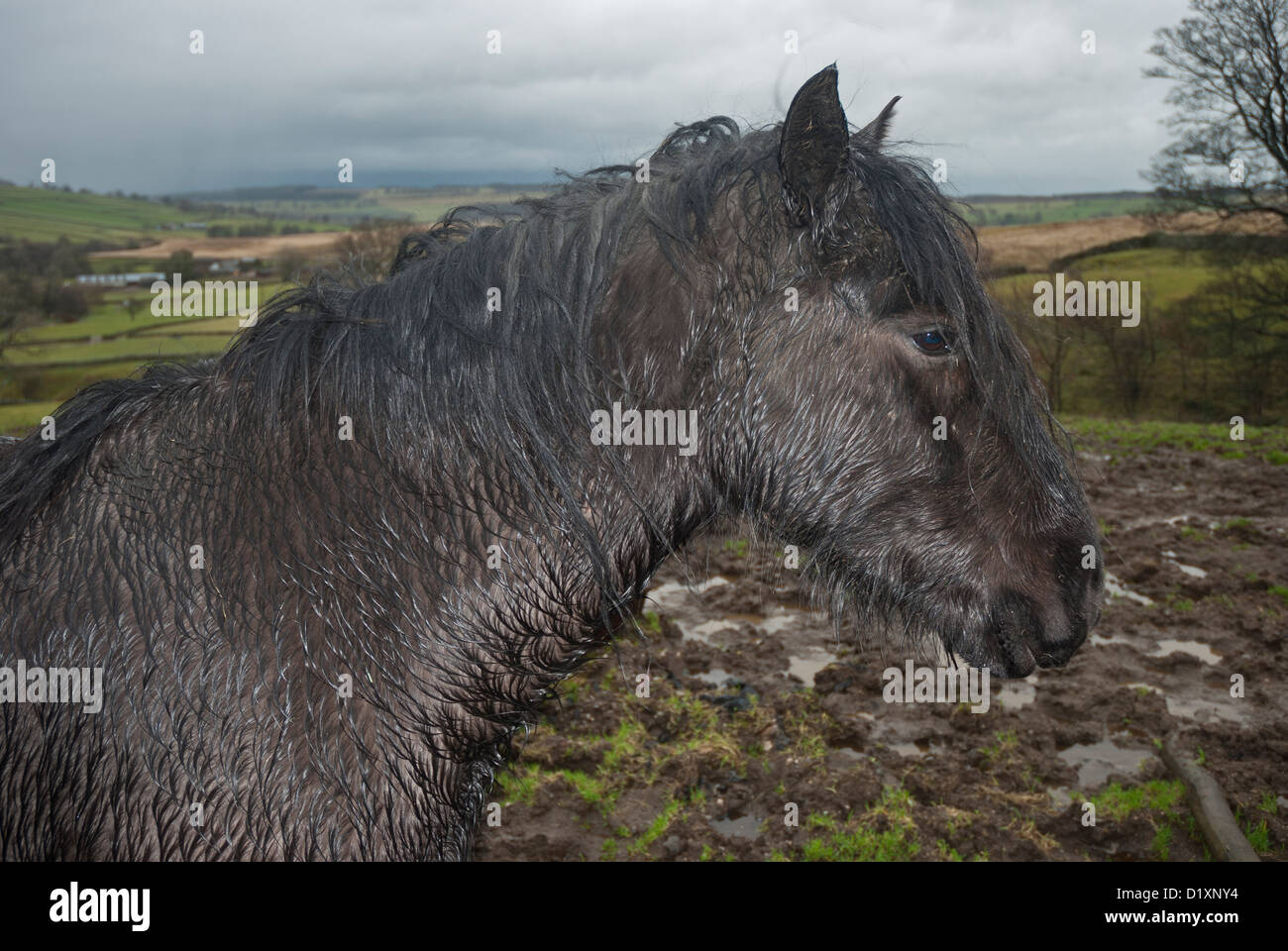 Ritratto di Heltondale cadde pony, Lake District, Cumbria Foto Stock