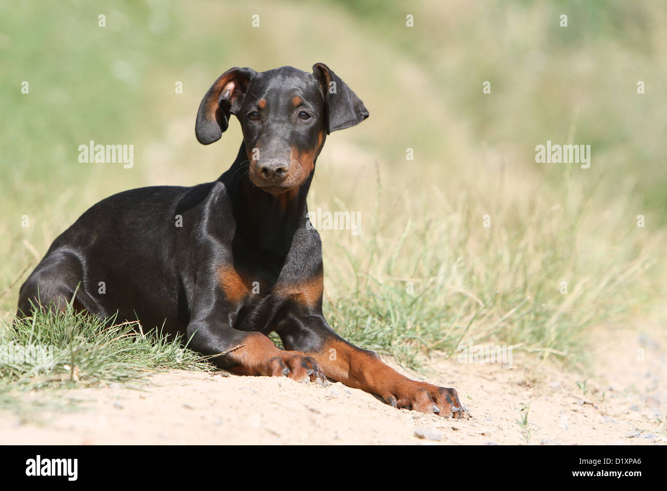 Cane Dobermann con orecchie naturale naturale / coda) nero e marrone  cucciolo sdraiati sull'erba Foto stock - Alamy