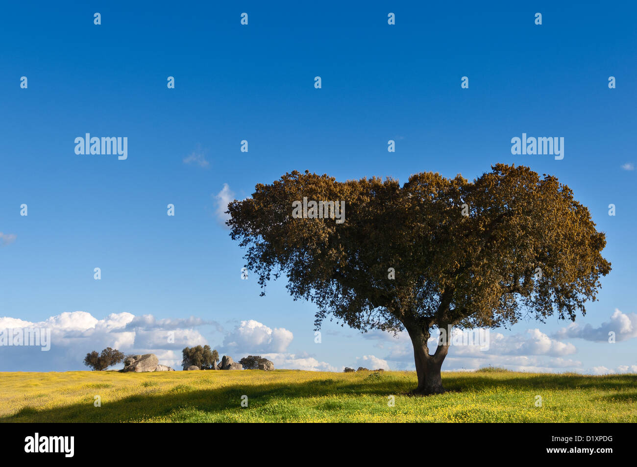 Il leccio - Quercus ilex - nei campi dell'Alentejo, in Portogallo Foto Stock