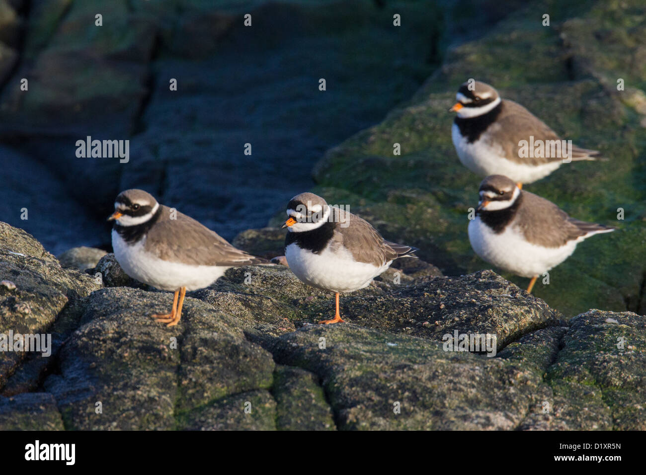 Plovers inanellato (aka maggiore o comuni o di inanellare Plover) Charadrius hiaticula, Shetland, Scotland, Regno Unito Foto Stock