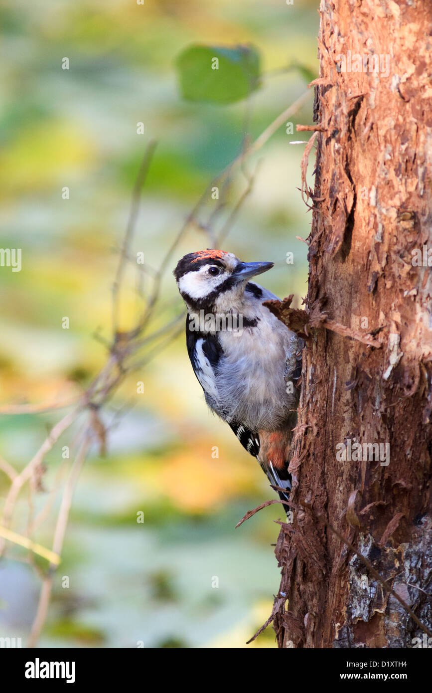 Dendrocopos major, picchio rosso maggiore. Il giovane uccello in natura. Foto Stock