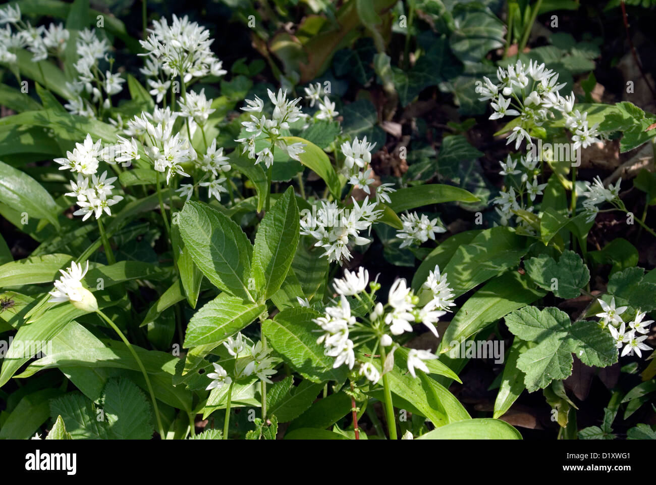 Ransoms (allium ursinum) o aglio selvatico nel bosco, vale of Glamorgan, Galles meridionale, maggio. Foto Stock
