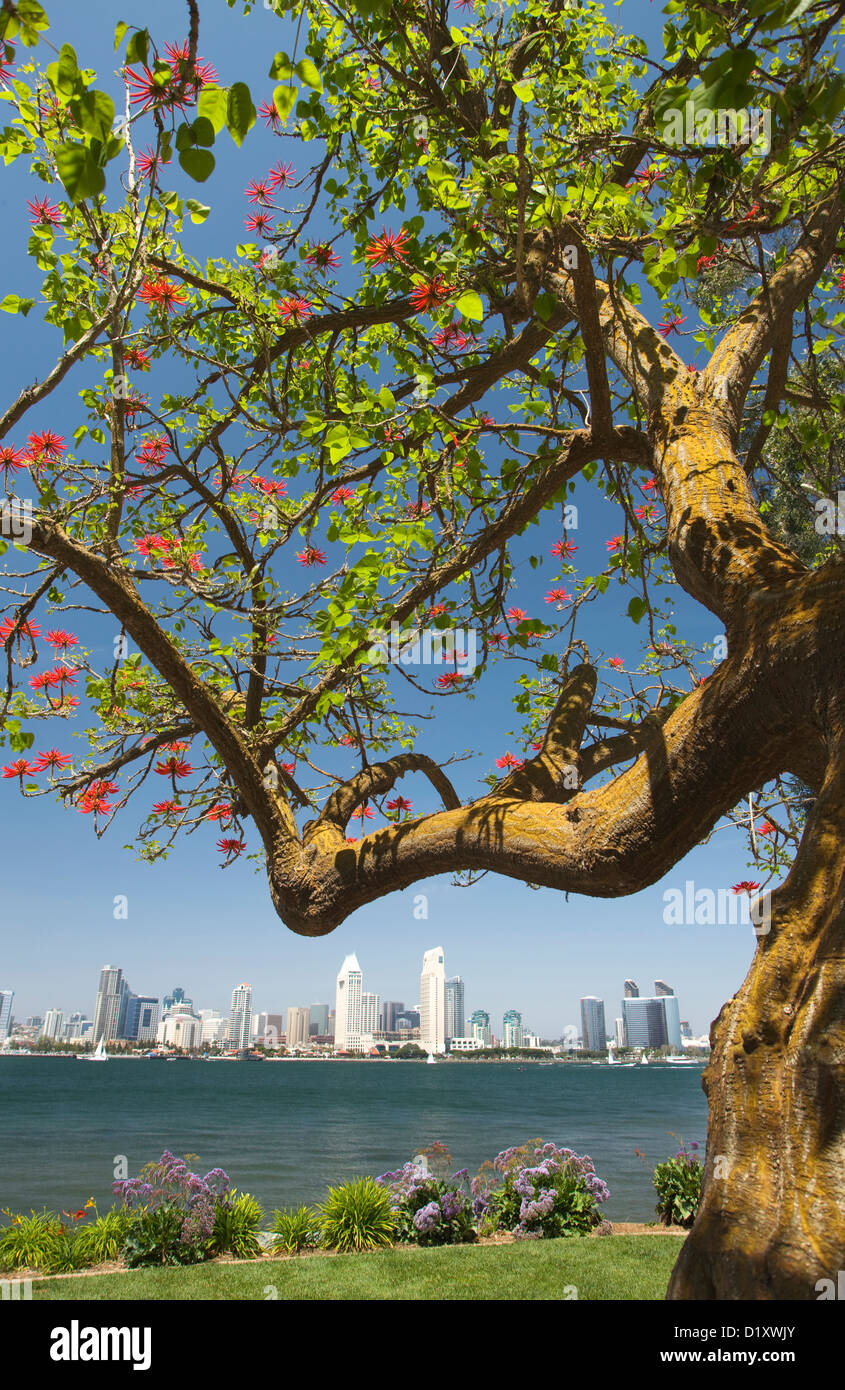 Il centro di Porto dello skyline della città da BAY VIEW PARK SAN DIEGO CALIFORNIA USA Foto Stock