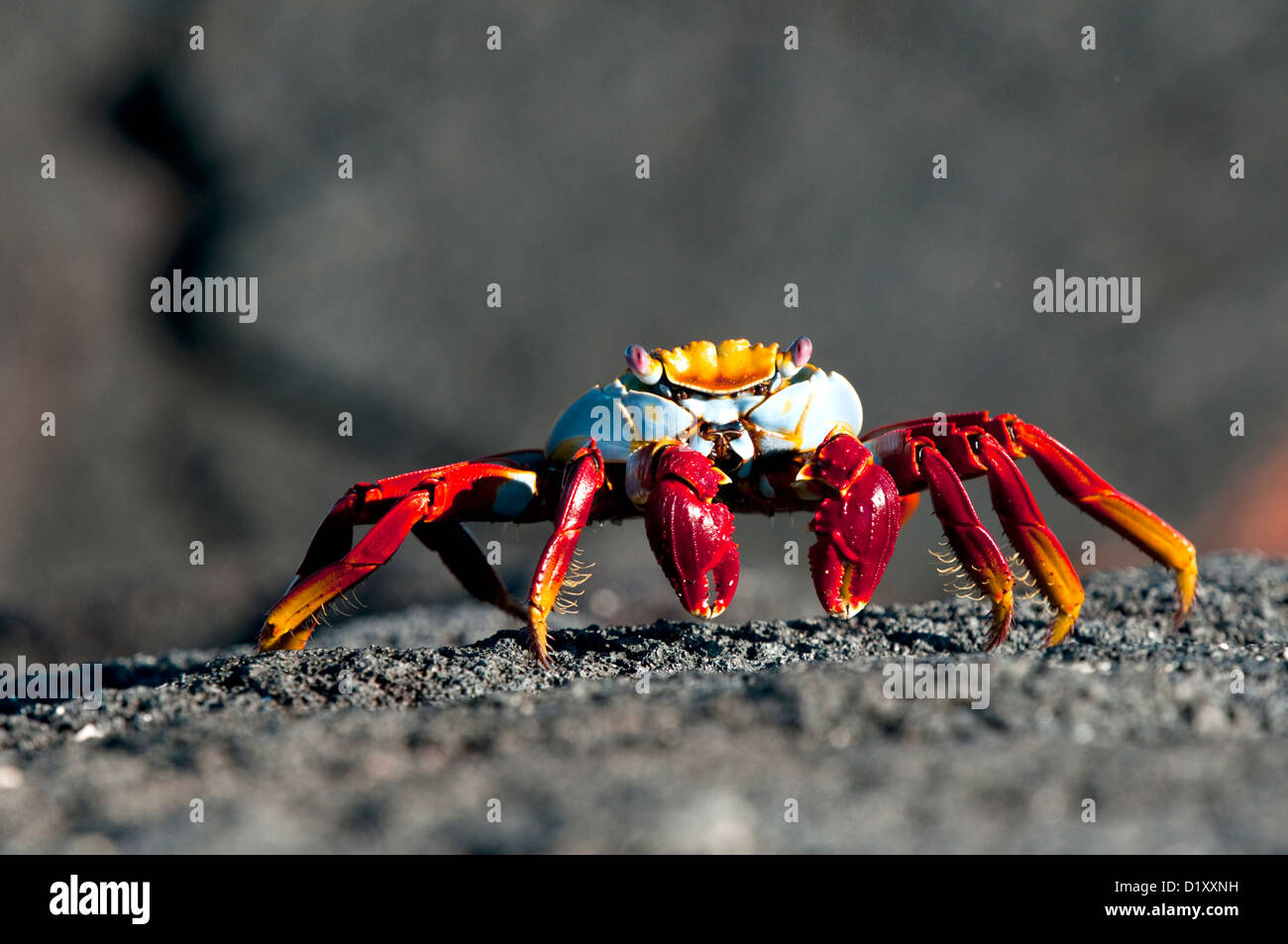 Sally Lightfoot crab, Isole Galapgos Foto Stock
