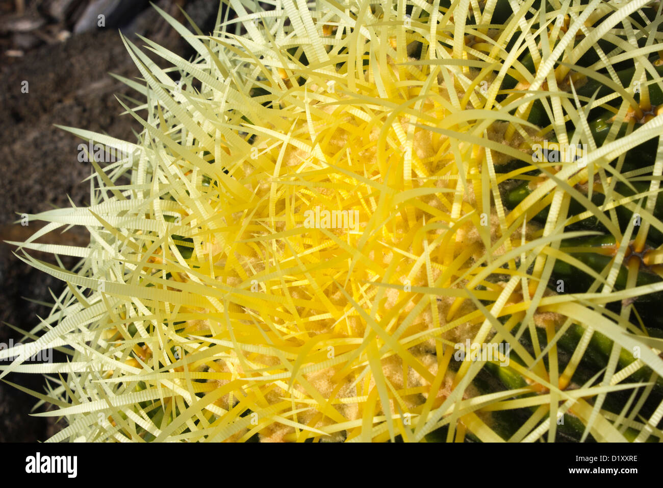 Primo piano della Golden Barrel Cactus in Hawaii Foto Stock