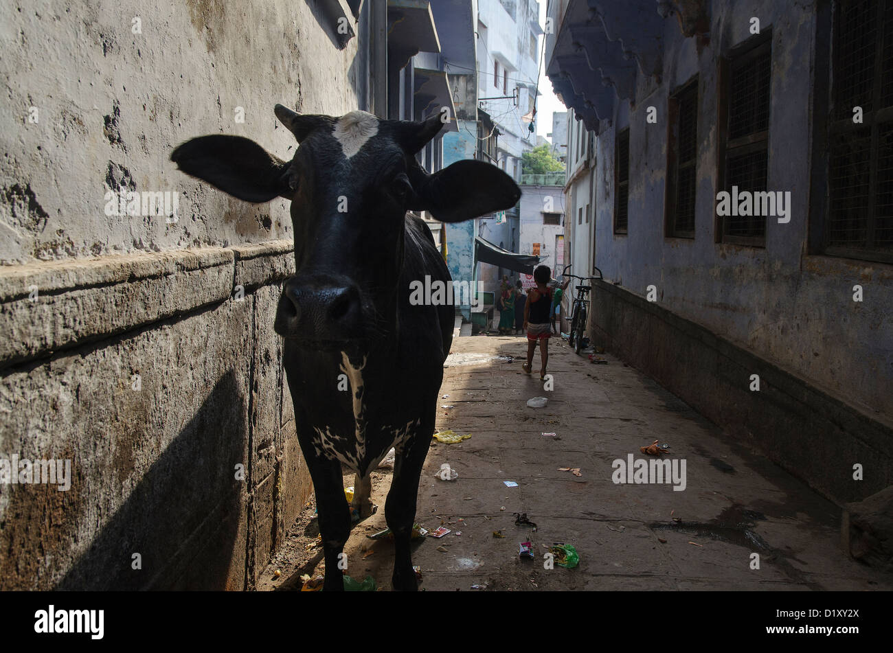 Vacca sacra di Varanasi, India Foto Stock