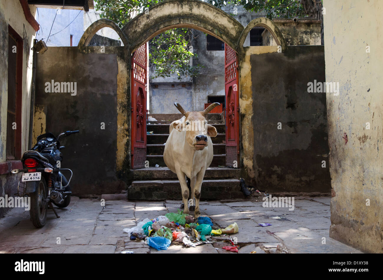 Vacca sacra di Varanasi, India Foto Stock