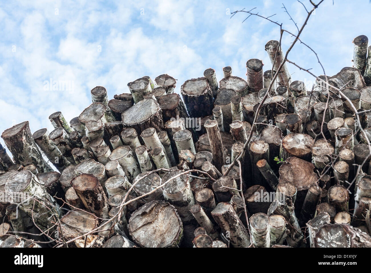 Gestappelte Baumstämme, impilati tronchi di albero colorato, farblich gekennzeichnet, Foto Stock
