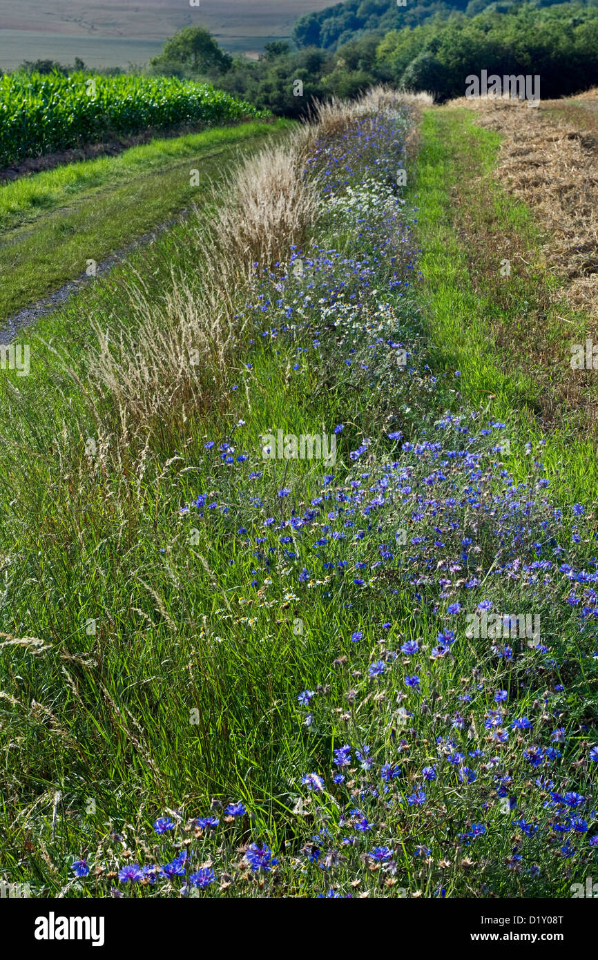 Cornflowers (Centaurea cyanus), blu fiori selvatici che crescono in orlo lungo il campo Foto Stock