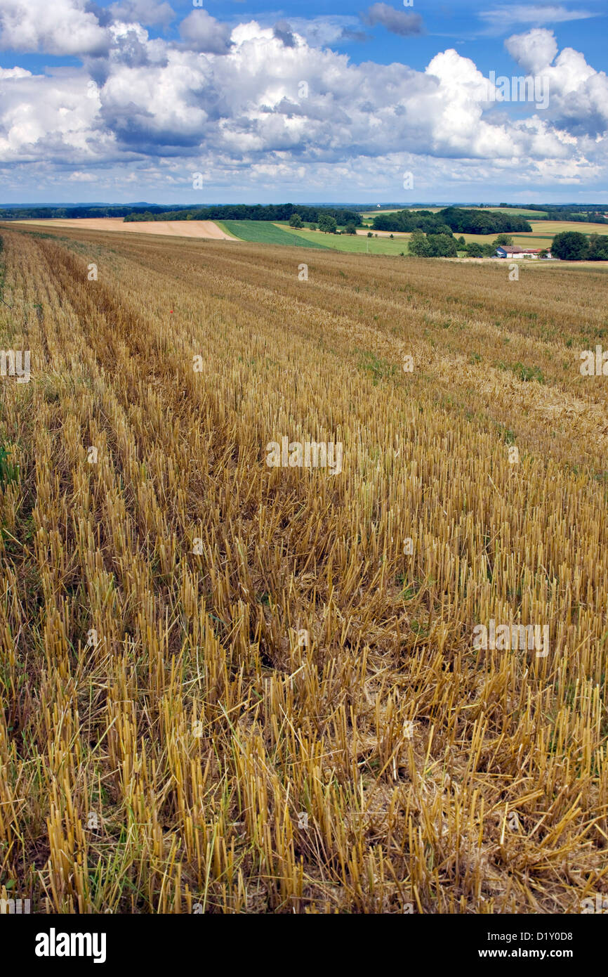 Stubblefield di cornfield su terreno coltivato nel paesaggio rurale Foto Stock