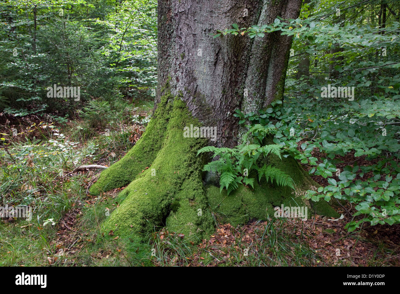 Faggio comune tronco di albero (Fagus sylvatica) in di latifoglie in foresta estate Foto Stock