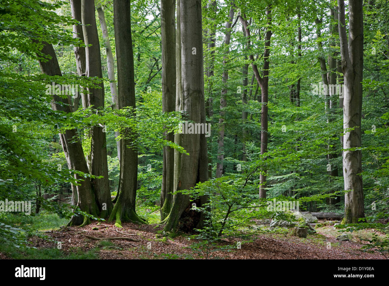 Faggio comune tronchi d albero (Fagus sylvatica) in di latifoglie in foresta estate Foto Stock