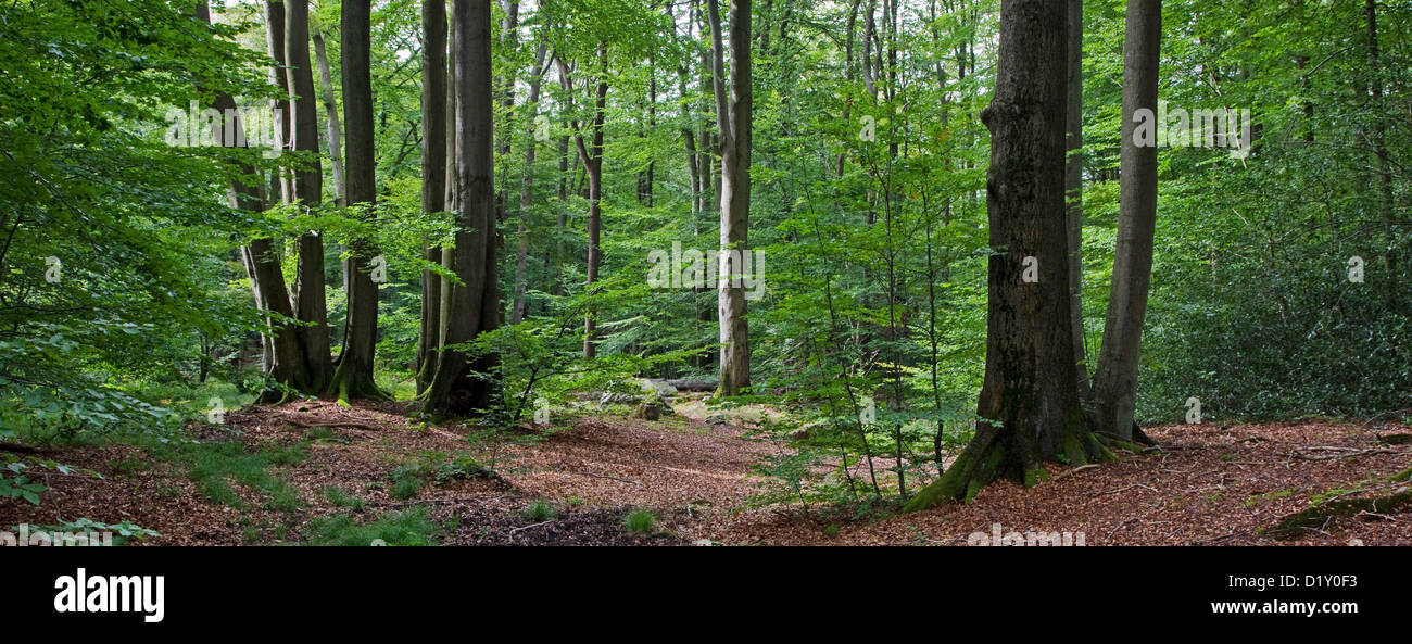 Faggio comune tronchi d albero (Fagus sylvatica) in di latifoglie in foresta estate Foto Stock