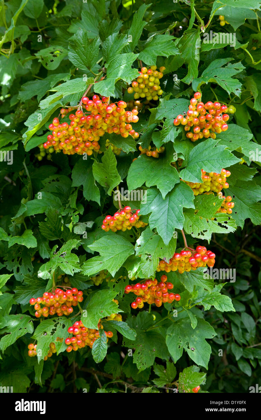 Bacche rosse e le foglie di viburno rose (Viburnum opulus) in estate Foto Stock