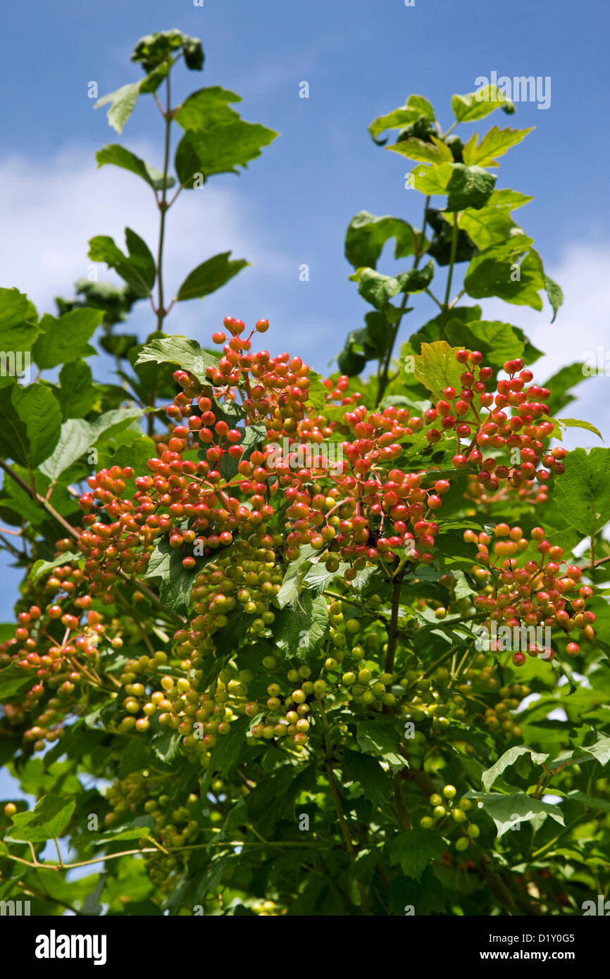 Bacche rosse e le foglie di viburno rose (Viburnum opulus) in estate Foto Stock