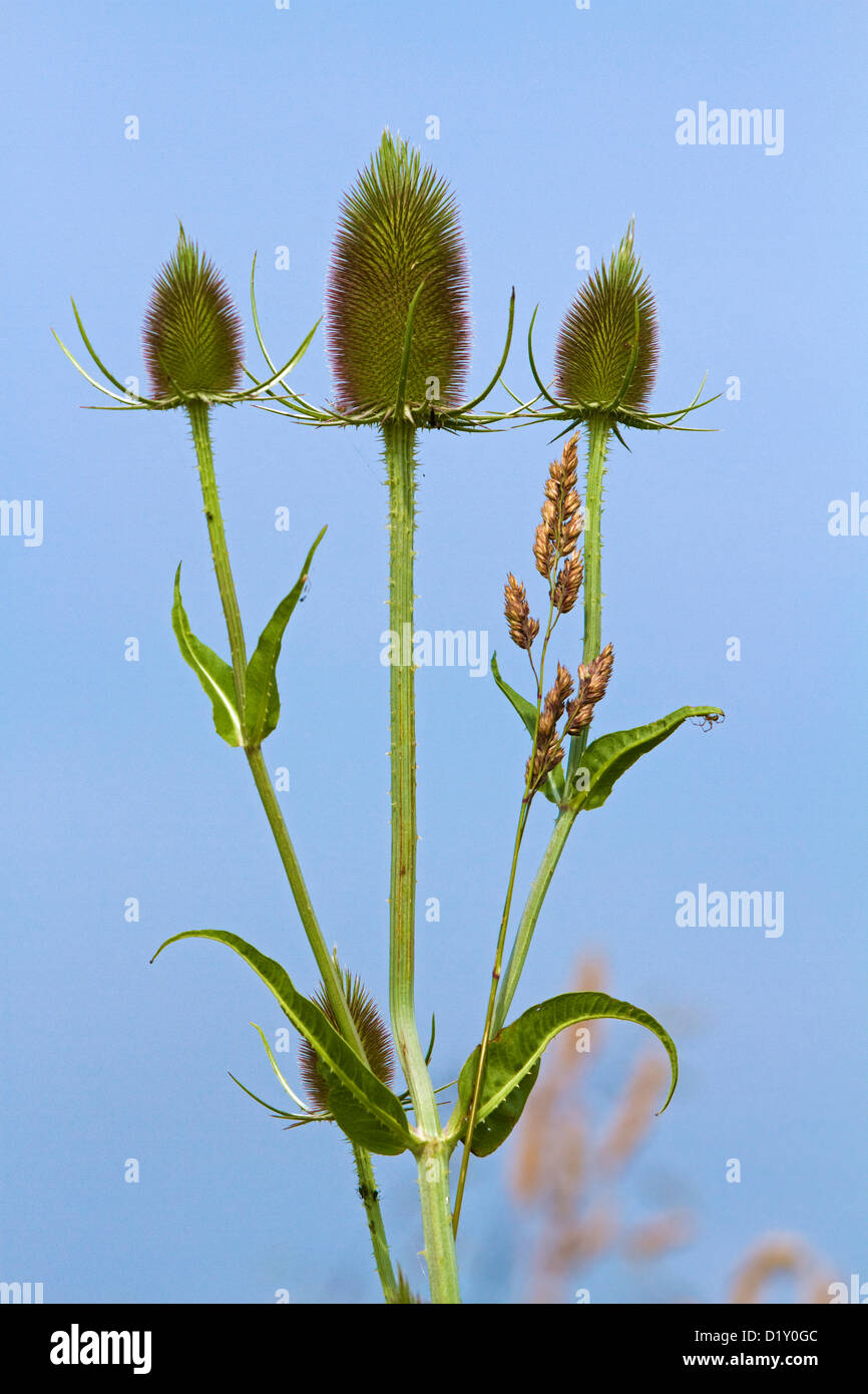 Fuller's teasel / selvatico (teasel Dipsacus fullonum / Dipsacus sylvestris) close up Foto Stock