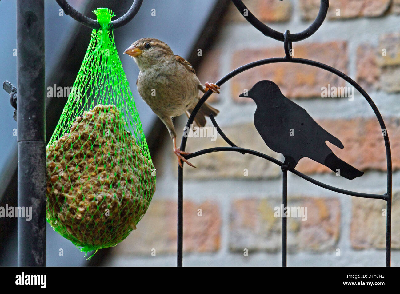 Casa Passero (Passer domesticus) femmina su bird feeder con sfera di grasso sul balcone Foto Stock