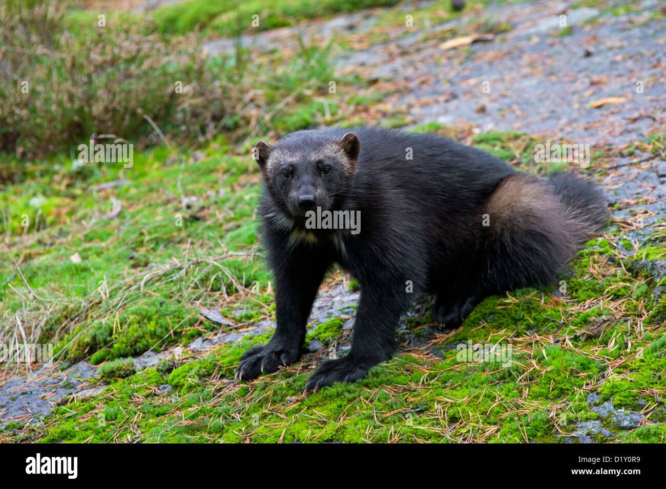 Wolverine (Gulo gulo) verticale sul subartiche tundra in Svezia e Scandinavia Foto Stock