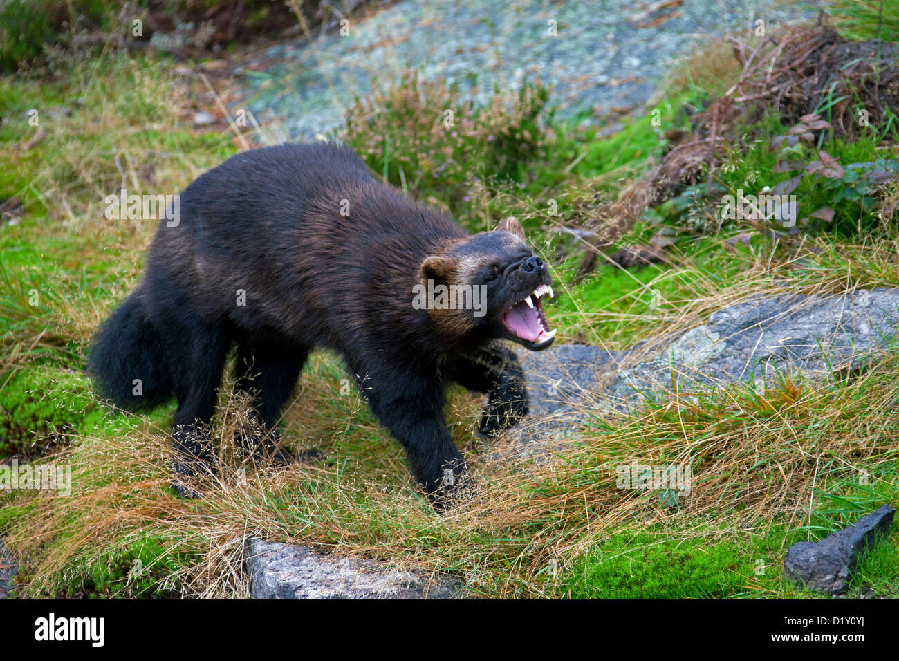 Wolverine aggressivi (Gulo gulo) mostrando i denti in un minaccioso minaccia sul display la tundra subartiche in Svezia e Scandinavia Foto Stock