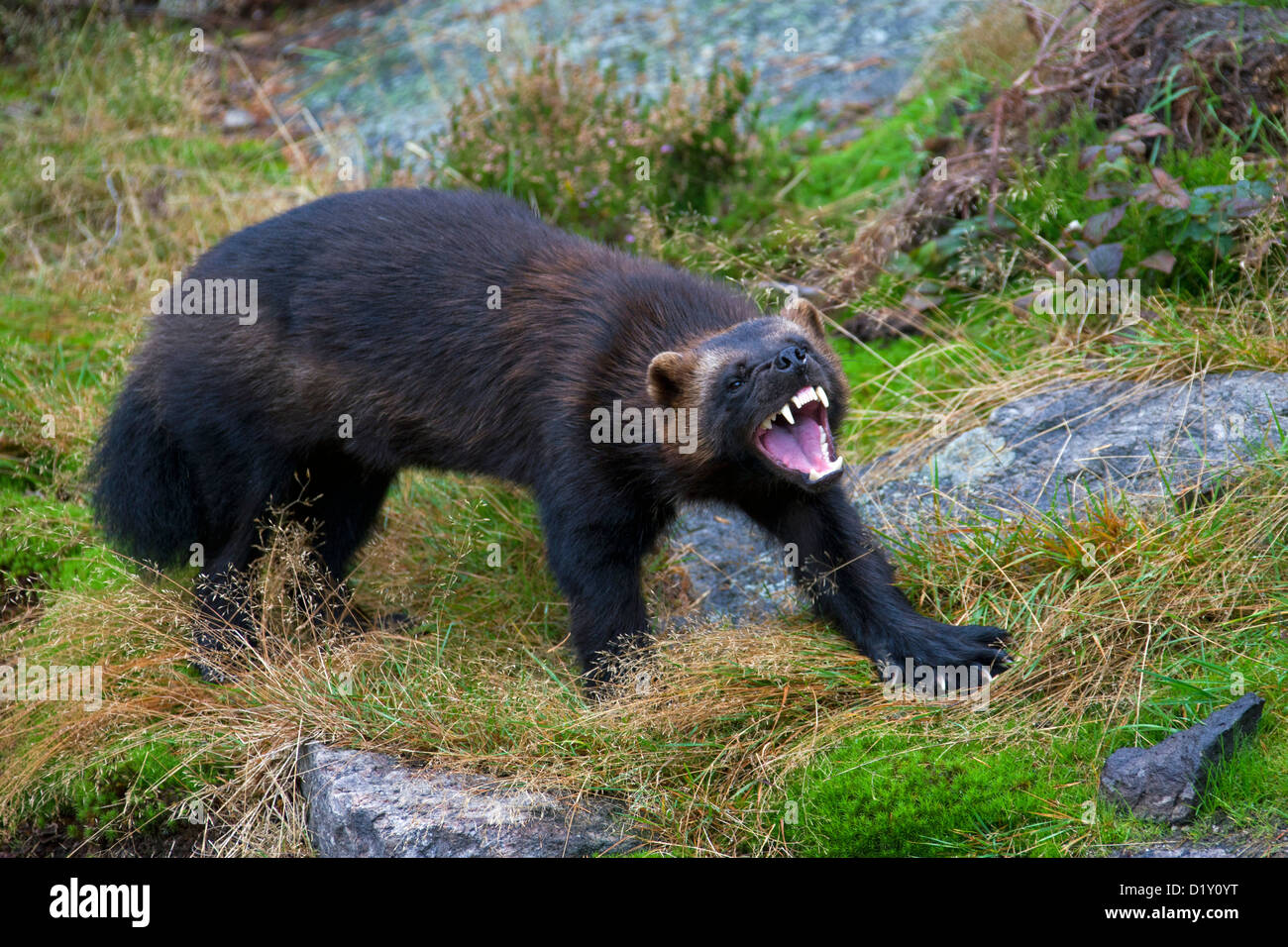 Wolverine aggressivi (Gulo gulo) mostrando i denti in un minaccioso minaccia sul display la tundra subartiche in Svezia e Scandinavia Foto Stock