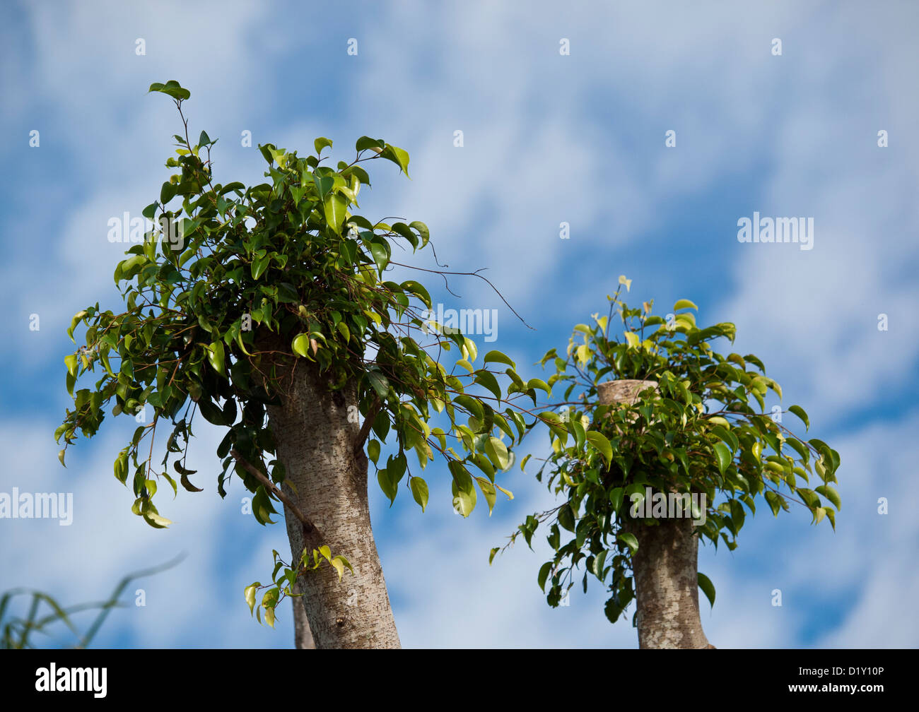 E rabboccato Ficus albero che cresce nuove foglie (Ficus benjamina) Foto Stock