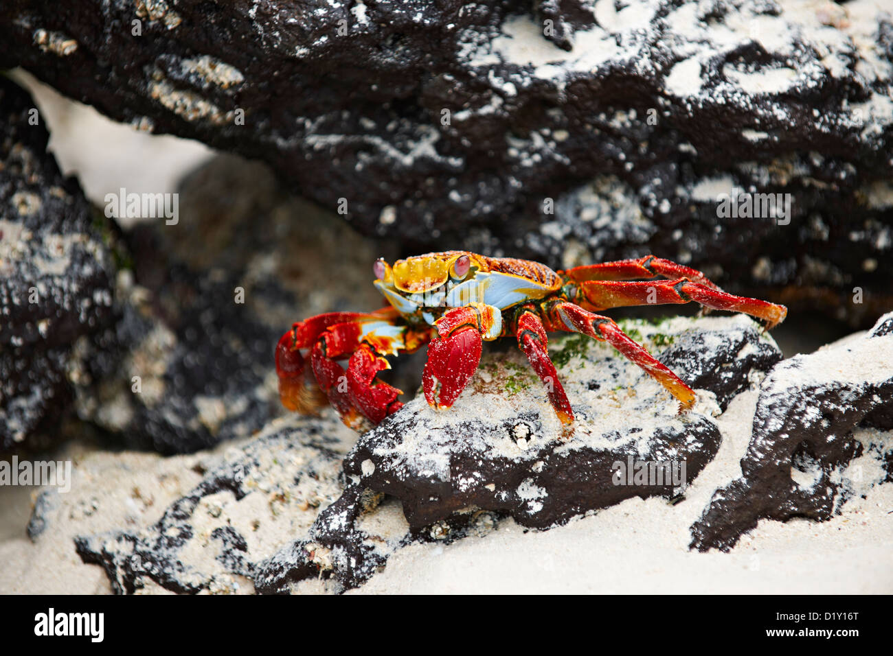 Il red rock granchio, Grapsus grapsus, Tortuga Bay, Puerto Ayora, Santa Cruz, Isole Galapagos, Ecuador Foto Stock