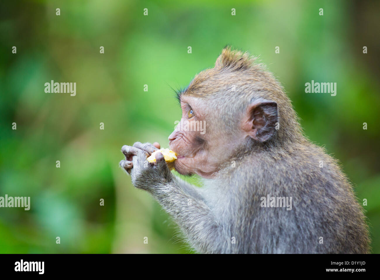 Macaco Rhesus scimmia nella foresta delle scimmie, Ubud, Bali, Indonesia Foto Stock