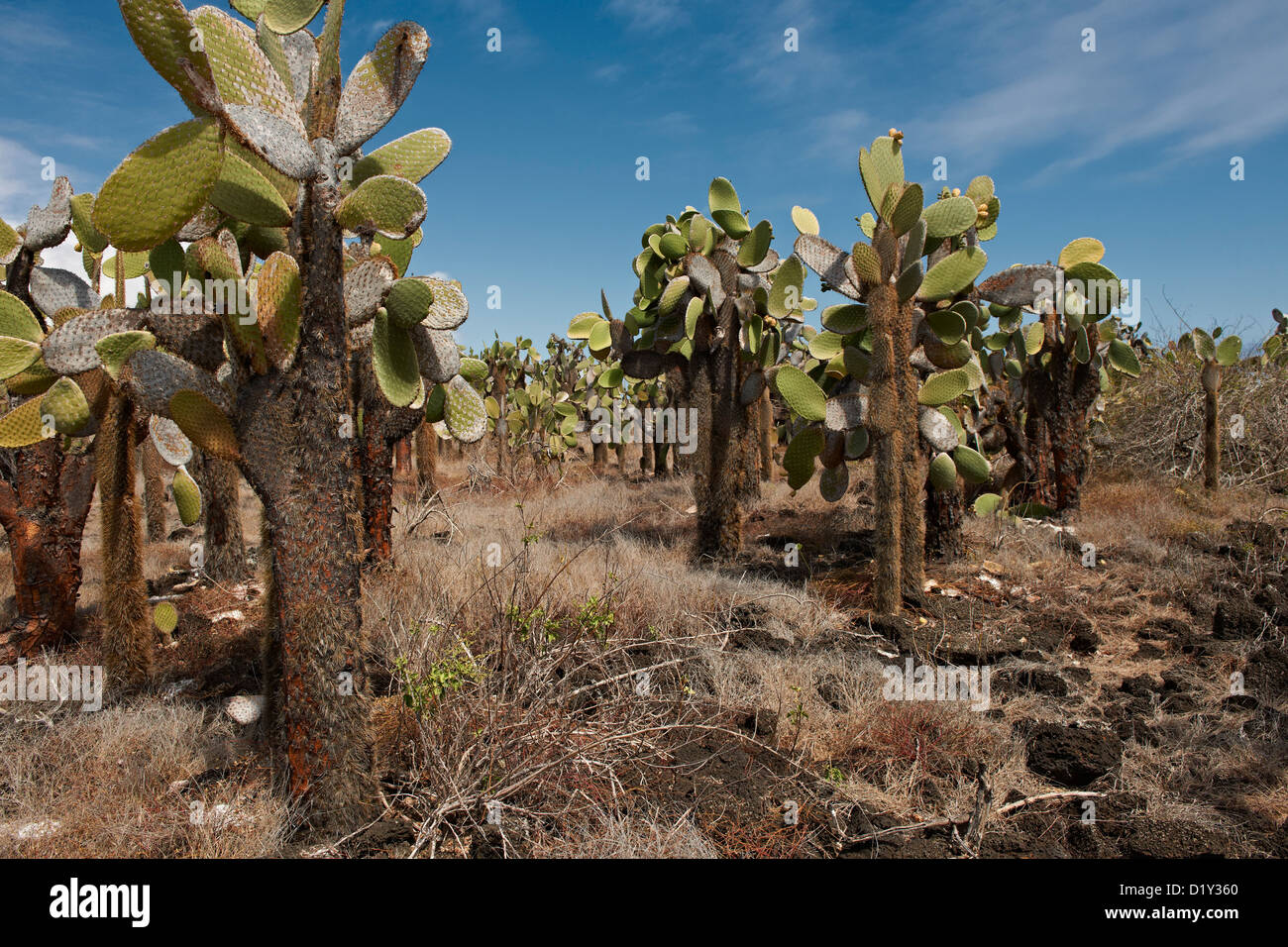 Le Galapagos cactus giganti, Opuntia echios gigantea, endemica e solo le specie come albero, Tortuga Bay, Puerto Ayora, Galapagos Foto Stock