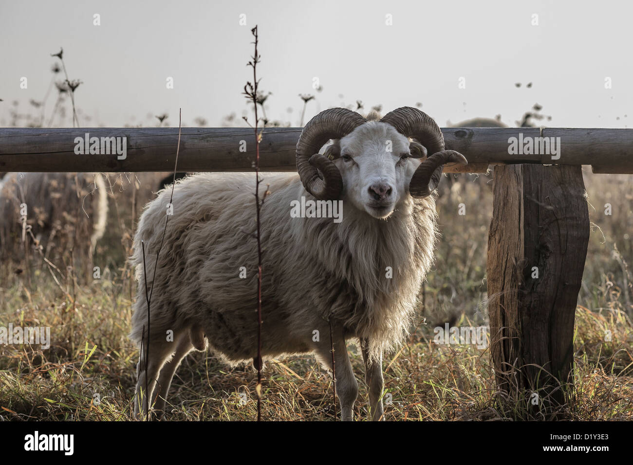 Pecore, Germania Foto Stock