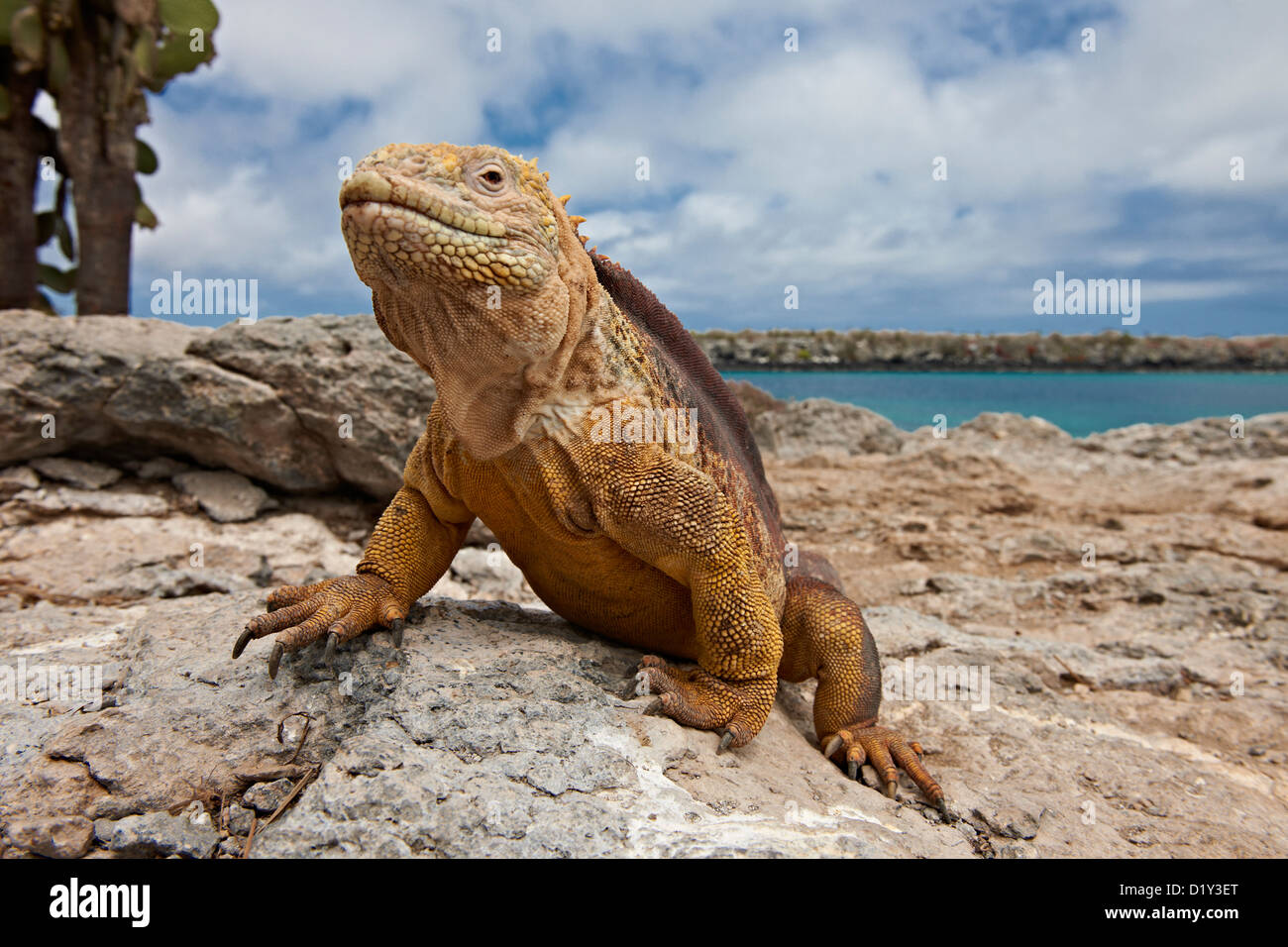 Terra Galapagos Iguana, Conolophus subcristatus, Isla Plaza, Isole Galapagos, Ecuador Foto Stock