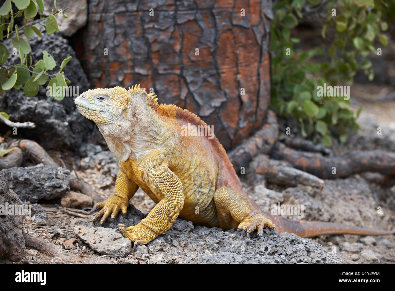 Terra Galapagos Iguana, Conolophus subcristatus, Isla Plaza, Isole Galapagos, Ecuador Foto Stock