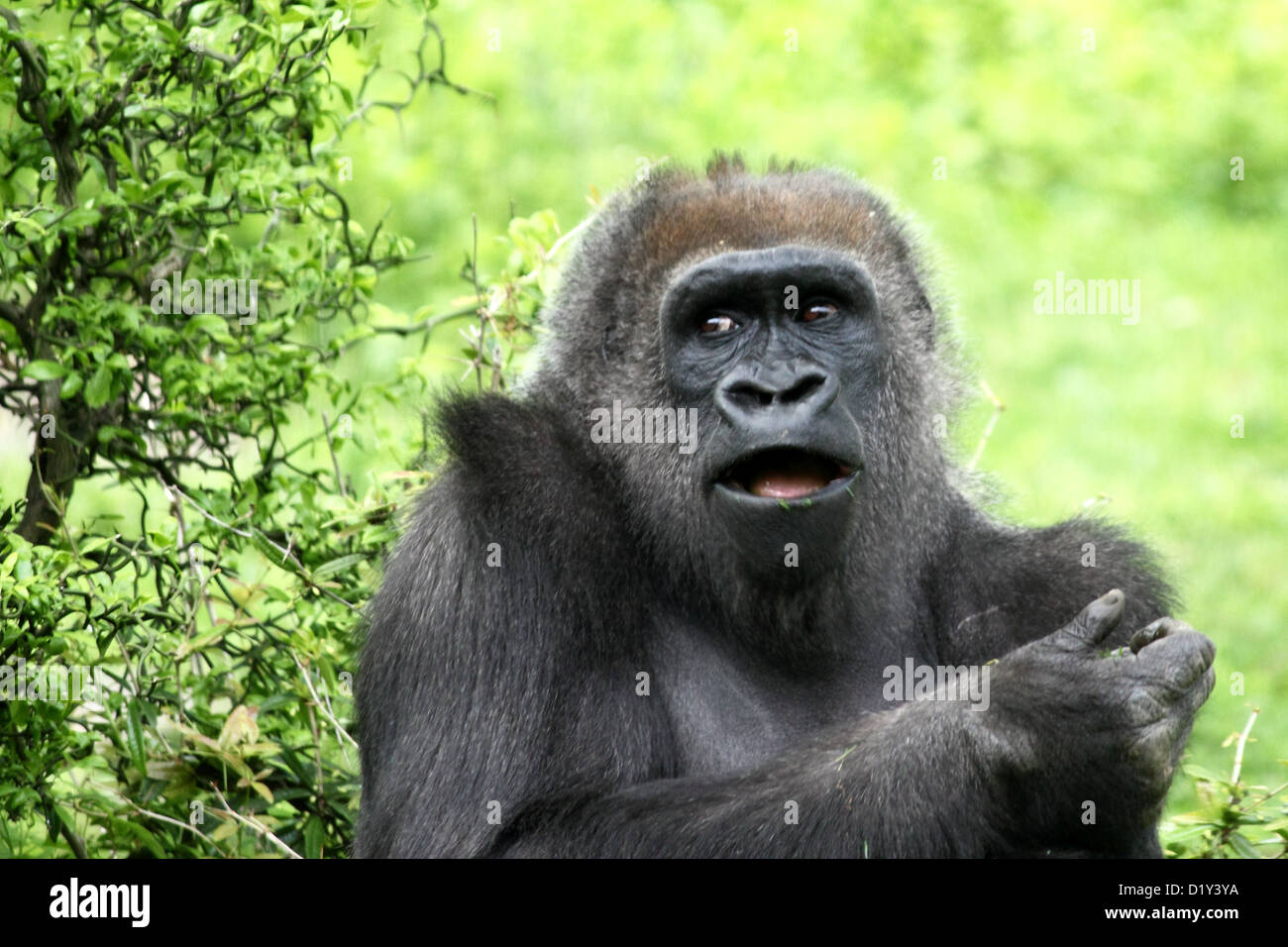 Un captive Western pianura gorilla a New York City il Bronx Zoo Foto Stock